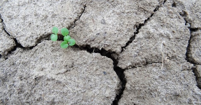 Playing sounds to a soil fungi that promotes plant growth may restore damaged ecosystems