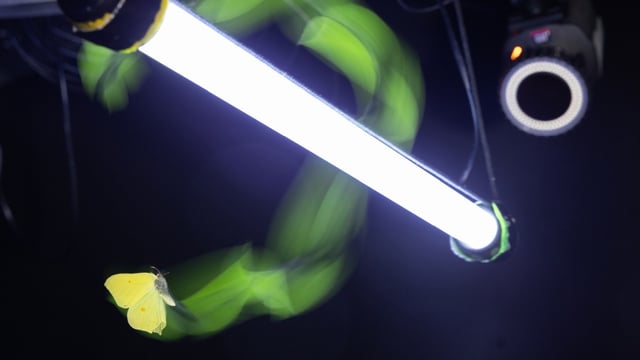 small yellow butterfly flies around UV light