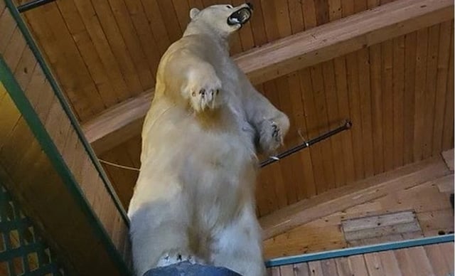 Taxidermy polar bear