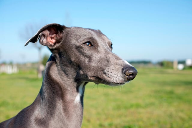 Gray Whippet