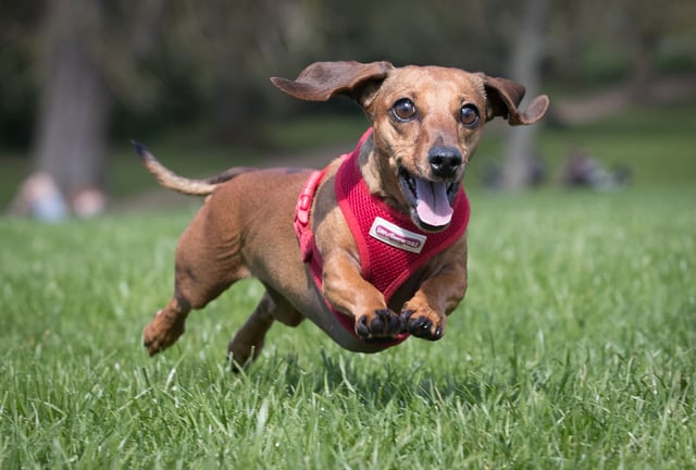 BATH, ENGLAND - APRIL 02:  Scampi chases her ball as more than 100 dachshunds and their owners, members of the Sausage Dog Club Bath, gather in front of the historic Royal Crescent in Bath's Royal Victoria Park on April 2, 2017 in Bath, England. The walk was to celebrate the canine club's second anniversary, which started by dog lover Lauren Barnes, who runs a business called Hound Bound and now has over 250 members with numbers growing.  (Photo by Matt Cardy/Getty Images)