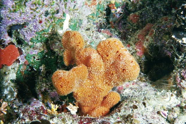 A sea sponge.