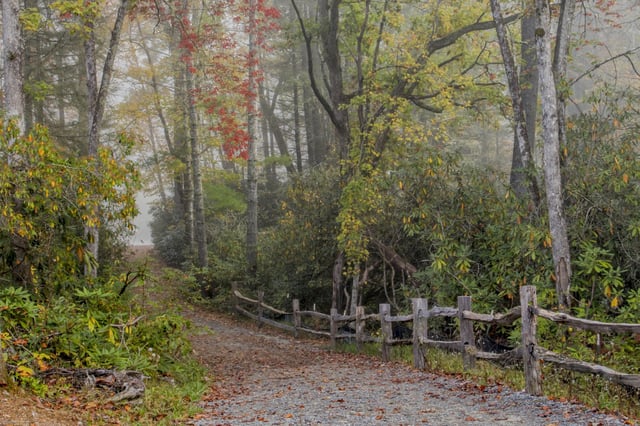 A footpath trail in the forrest near Brevard, N.C.