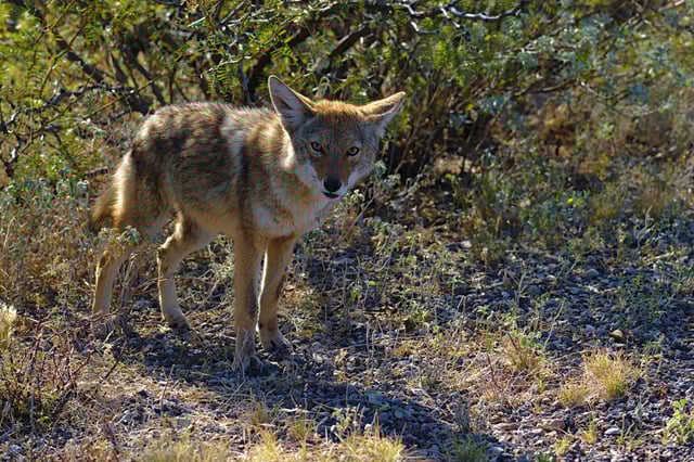 Coyote Texas