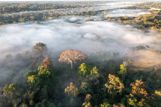 The Amazon River and the Amazon forest in Yurua, Ucayali, in Peru in June 2021.