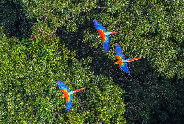 Amazon rainforest