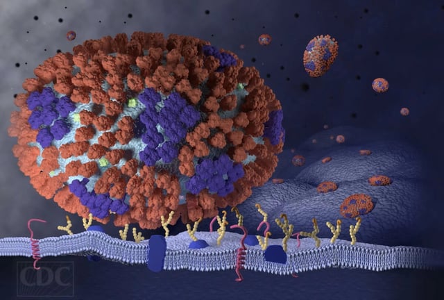 This image illustrates the very beginning stages of an influenza (flu) infection in the respiratory tract. (credit: CDC)