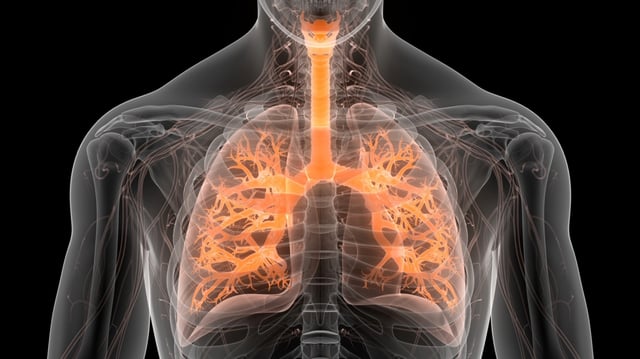 Lung cavity hosts 'virus-eating cells' that combat flu infections