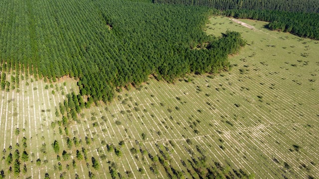 Reforestation is the process of bringing trees back to a place they’ve been removed from. In contrast, afforestation means creating forest where it hasn’t previously, naturally grown.