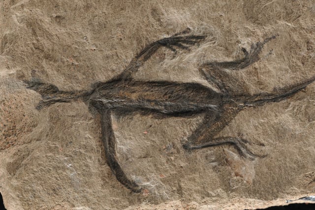 forged fossil