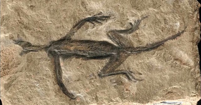 This Tridentinosaurus antiquus fossil is only partially real