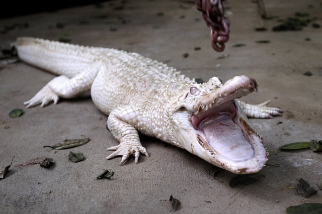 albino alligator