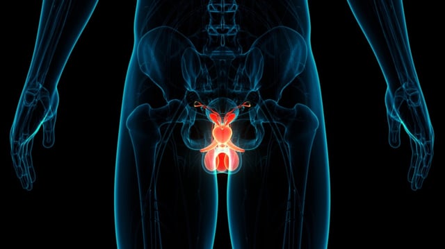 Experts advance male fertility, sex therapies with lab-grown testicles