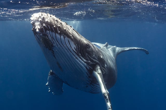 Humpback whale