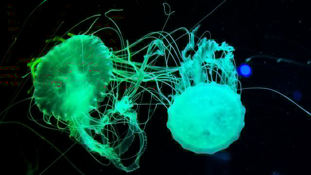 Green Fluorescent Protein can be found in jellyfish, and might provide a new way to lift fingerprints.