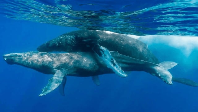 First-Ever Photos Of Humpback Whale Sex Involve Two Males