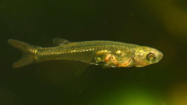 These translucent fish live in murky and shallow streams in Myanmar and have evolved a unique organ for making noise.