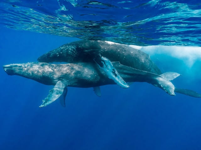 Humpback whales