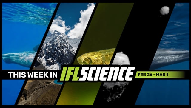 First Photos Of Humpback Whale Sex Are Of Two Males, NASA Hit An Asteroid So Hard It Changed Shape, And Much More This Week
