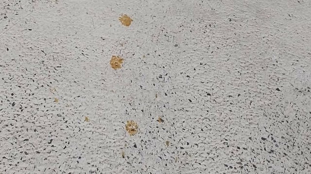 A trail of yellow animal paw prints across the car park of Nomura Plating factory in Hiroshima, Japan. Photo: newsdig.tbs.co.jp