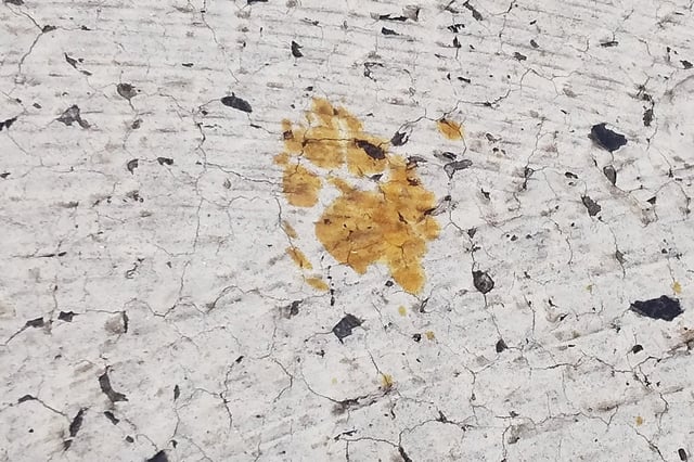 An image released on March 12 shows footprints believed to be from a cat that fell into a tank containing toxic hexavalent chromium at a factory in Fukuyama, Japan.