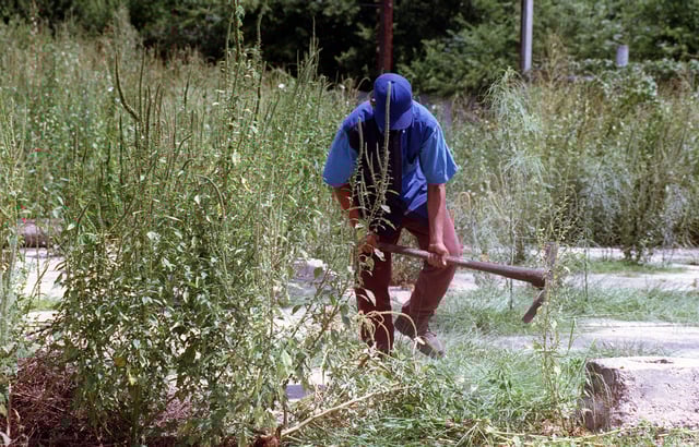 In San Antonio, ragweed is a leading cause of hay fever. Such pollen-laden plants and grasses have become more irritating to sinuses earlier in the year because of warmer winters, allergy experts say.