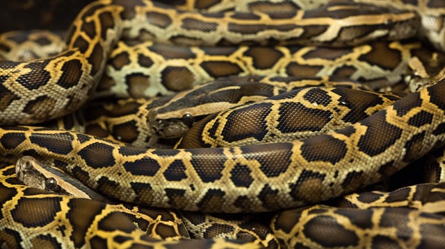 Burmese pythons can reach lengths of 20 feet.