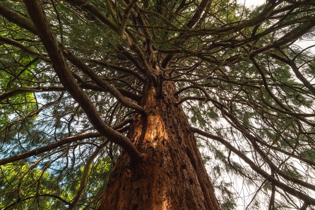Redwood Trees at Wakehurst Horsebridge Woods. Credit: Visual Air © RBG Kew