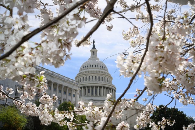 Cherry blossoms are seen in front of the US Capitol in Washington, DC, on March 18, 2024. (Photo by Mandel NGAN / AFP) (Photo by MANDEL NGAN/AFP via Getty Images)