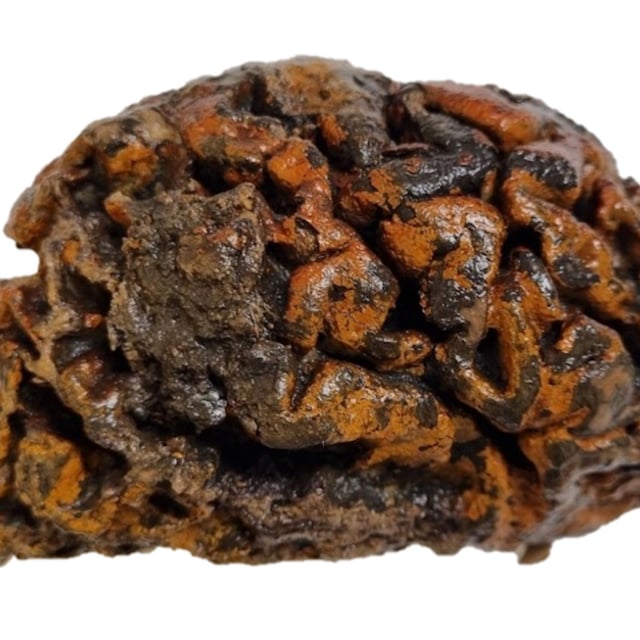 The 1,000 year-old brain of an individual excavated from the c. 10th Century churchyard of Sint-Maartenskerk in Ypres, Belgium. This specimen is among more than 4,000 recorded in a newly compiled archive.