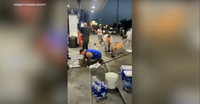This screengrab from WLS-TV in Chicago shows some of the dogs being treated after they were taken out of the truck.