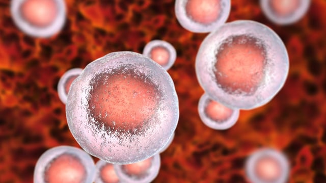 Medical illustration of 12 stem cells against a red background. Two of the stem cells appear larger in the foreground of the image and are in focus, while the others are blurred, along with the background. The stem cells appear like silver blobs with a red circular center 