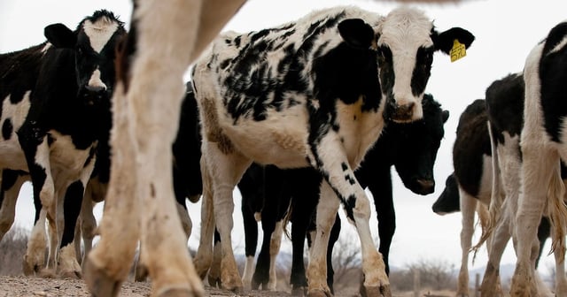 Livestock at a dairy farm on Feb. 19, 2013.