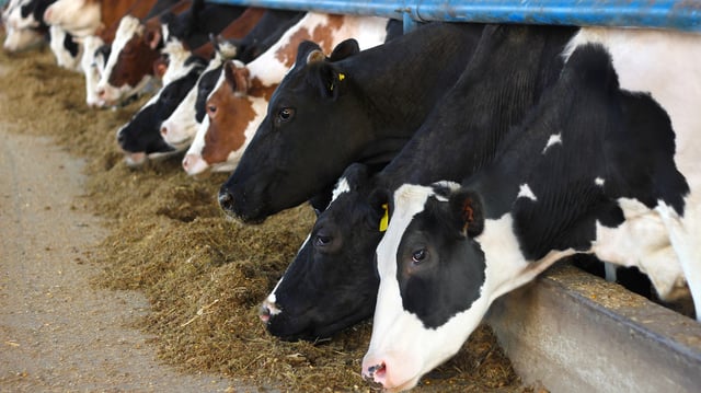 The virus was found in unpasteurized milk from infected cows.