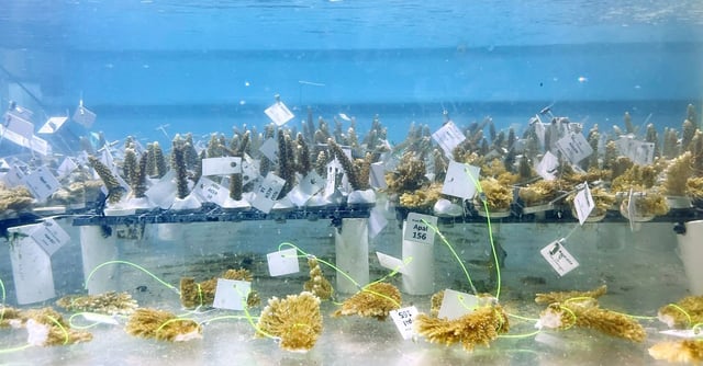 Small fragments of living coral submerged in tank of water with tags attached to them.