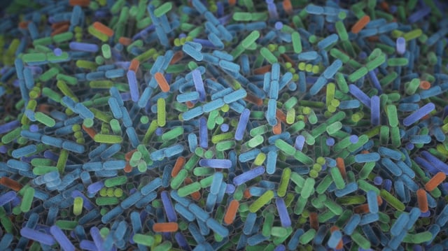 Bacteria in the gut The human gut teems with bacteria and other microbes. They contribute to our health but also influence our susceptibility to certain diseases, including Alzheimer’s disease. https://www.flickr.com/photos/nihgov/53006111880/in/photolist-2oKYbmG-WQd7wM-U4kMcq-FtA56G-23FhBAr-VoAKx1-2gBBS3Z-xsQLKd-22eoPNH-2gfJrwn/