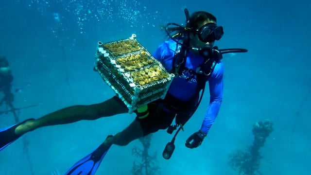 Islamorada, Florida-July 24, 2023-Javier Solar, a member of the Coral Restoration Foundation, brings up threatened coral transplants from the Florida Keys waters for safe keeping on land until the waters cool off. The threat of coral bleaching is extreme as the water temperatures hit over 90 degrees. Members of Coral Restoration Foundation work to save coral species that are threatened by extremely warm waters due to global warming in the Florida Keys. Coral that had been out planted is being removed from the ocean for safe keeping until the water cools down. (Carolyn Cole / Los Angeles Times)