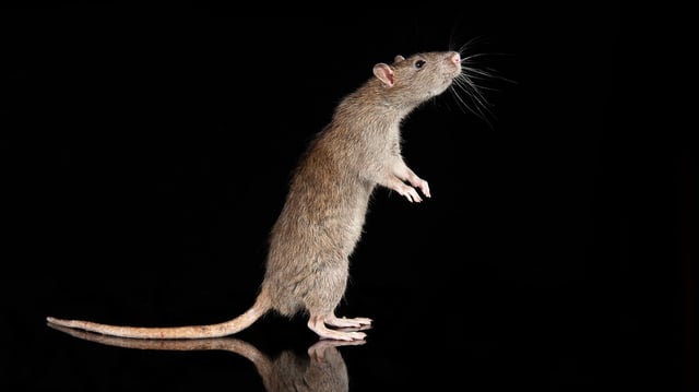 Brown rats are generally larger and more aggressive than black rats. In many parts of the world, they displace black rats.