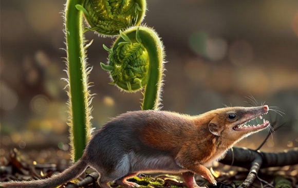 Dianoconodon youngi. Image credit: Institute of Vertebrate Paleontology and Paleoanthropology, Chinese Academy of Sciences.