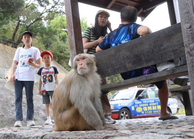 A monkey squats beside a public sitting area. One expert says incidents between the animals and humans are “common”. Photo: Dickson Lee