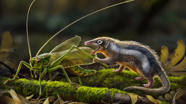 An illustration of a newly described early mammal species called Feredocodon chowi.