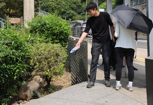 Conservation authorities have warned the public to keep their distance from wild monkeys. Photo: Dickson Lee