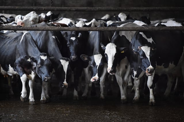 BALFRON, SCOTLAND - MARCH 16: Holstein cows are milked at Clayland farm on March 16, 2016 in Balfron, Scotland. Many farmers across the country are voicing concerns that Brexit could be a dangerous step into the unknown for the farming industry. (Photo by Jeff J Mitchell/Getty Images)