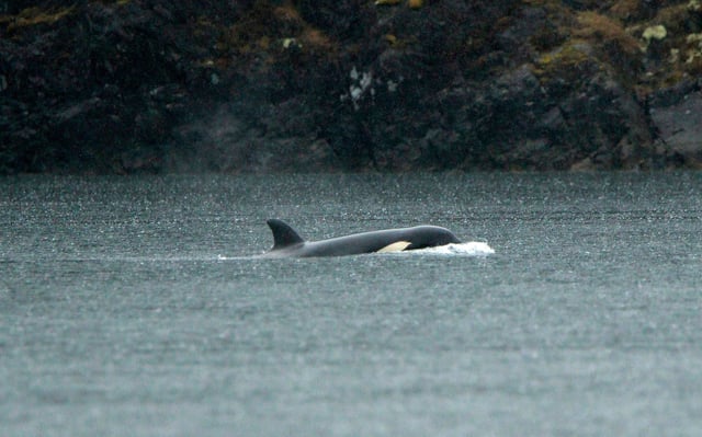 An orphaned Orca calf is shown in a lagoon near Zeballos, British Columbia, Canada, on Tuesday, April 2.
