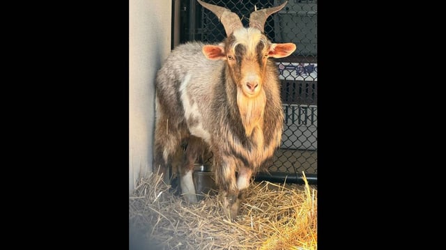 Jeffrey the goat is reported to be alive and well, having suffered no broken bones after dangling off a Kansas City bridge Monday when a rescue attempt went awry.