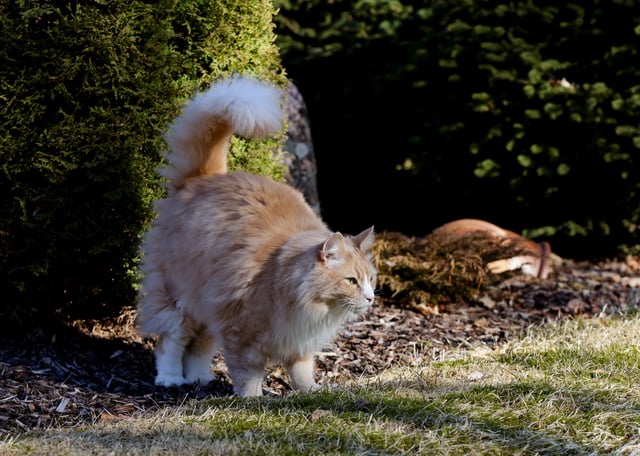Cat spraying