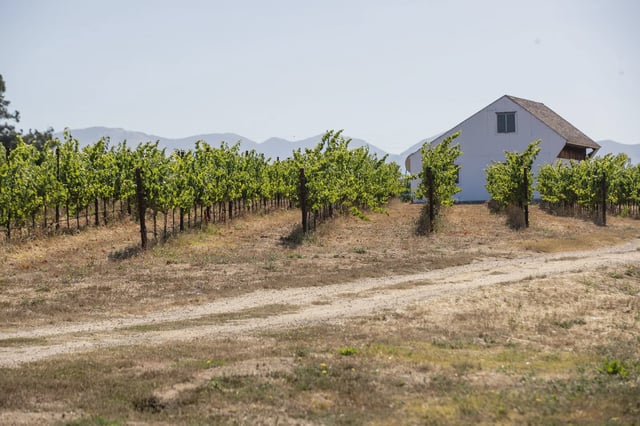 A vineyard in central California that had been irrigated with PFAS-contaminated well water from firefighting foam used for years at a nearby airport.