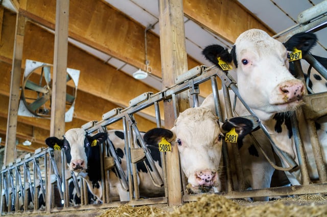 Cows are seen at Morning Star Dairy Farm in Onalaska, Wisconsin, on October 4, 2020. - In western Wisconsin, where family-run dairy farms dot the rolling green hills and eagle-watchers peer into the sparkling marshland, signs for Donald Trump and Joe Biden stand directly across each other on neighbors' yards. In a polarized United States where Democrats and Republicans increasingly self-segregate, this stretch of the Upper Midwest alongside the Mississippi River looks as close as regions get -- and, if the November 3 vote is tight, it could prove pivotal for the whole election. (Photo by Kerem Yucel / AFP) (Photo by KEREM YUCEL/AFP via Getty Images)