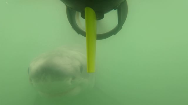 A juvenile great white shark viewed from the unmanned underwater autonomous vehicle