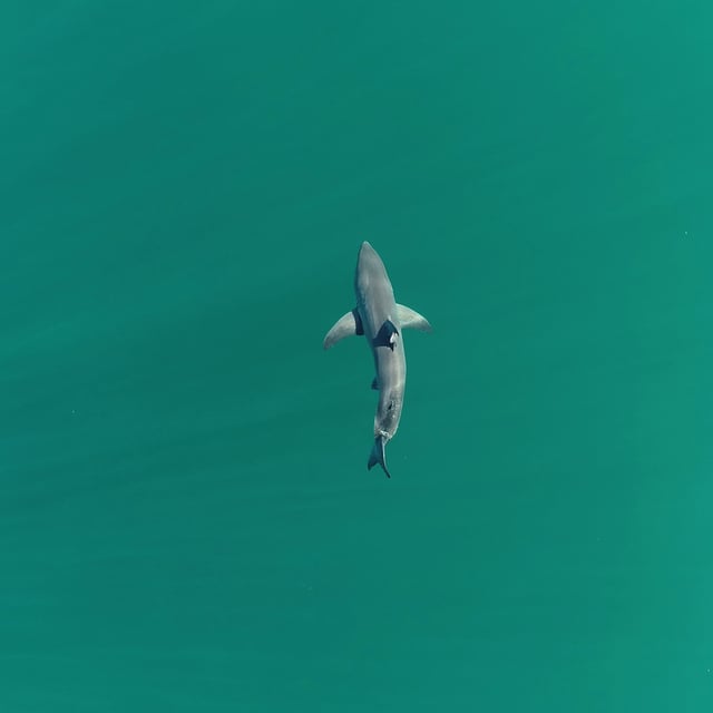 A juvenile great white shark is pictured swimming near the surface of the water. The young animals have been found to prefer shallow waters close to shore, scientists found.